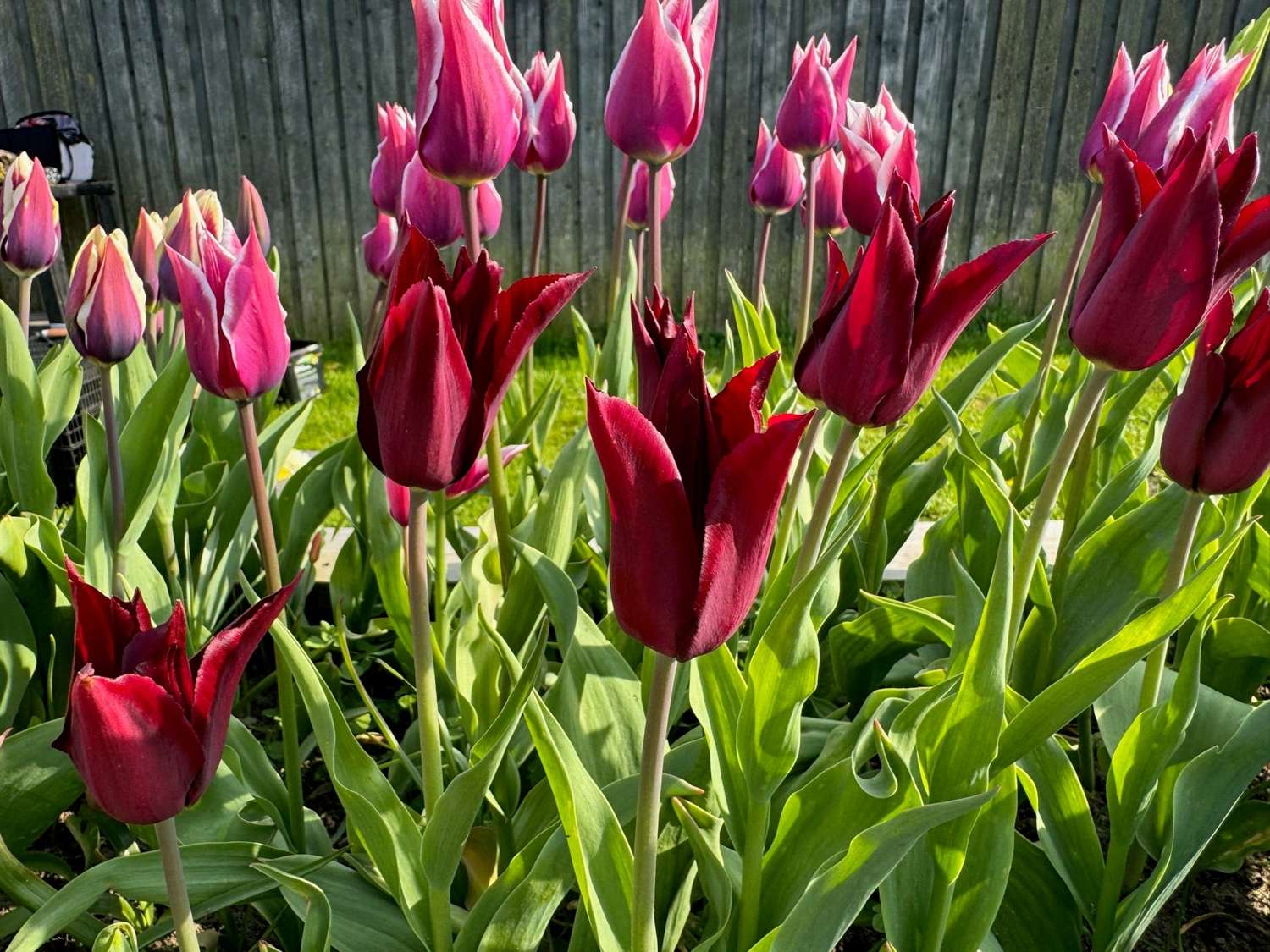 Tulppaani 'Sarah Raven'